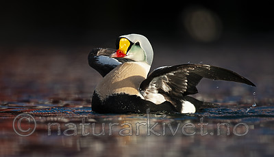 BB 12 0478 / Somateria spectabilis / Praktærfugl